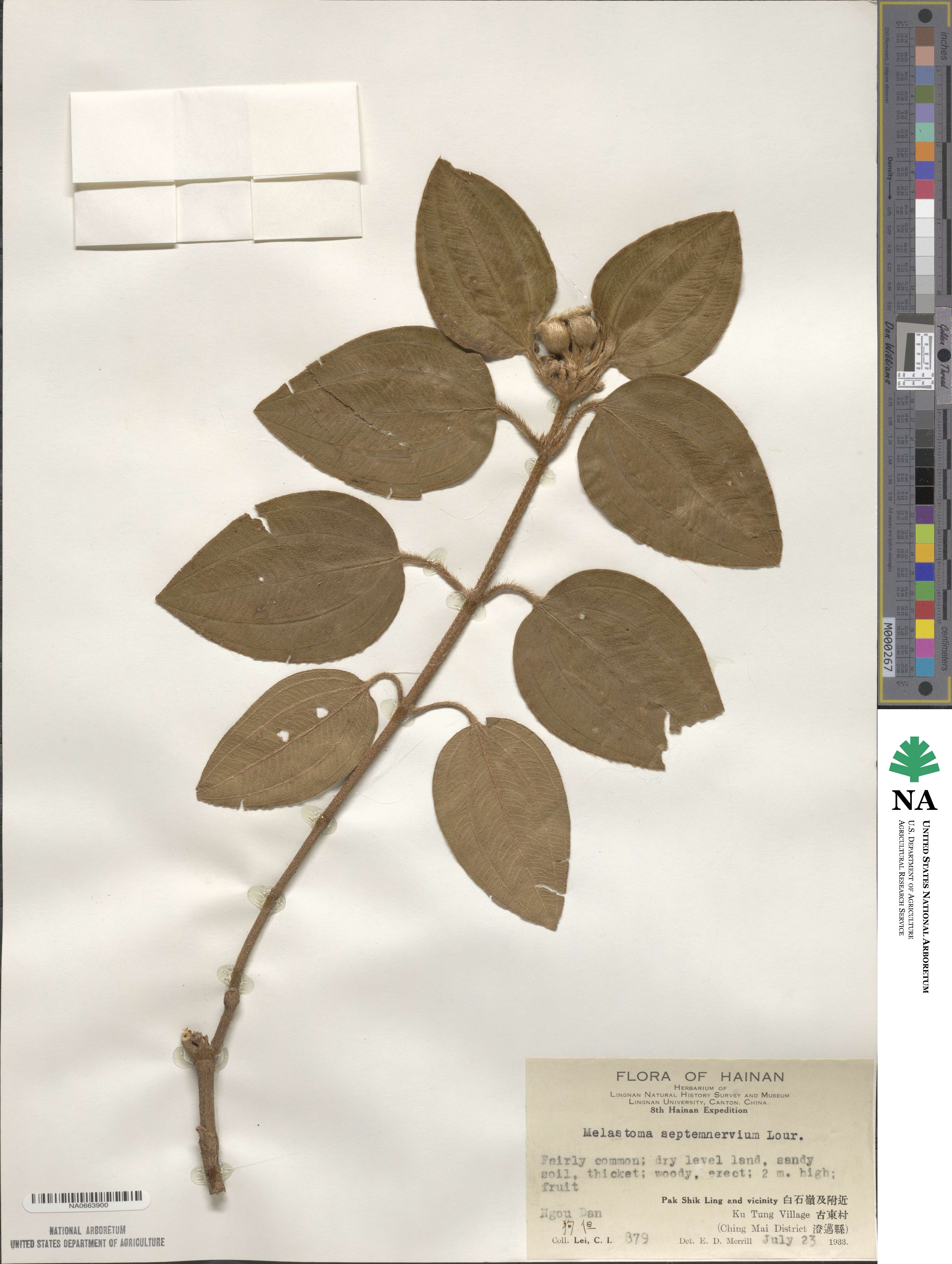 Melastoma candidum image