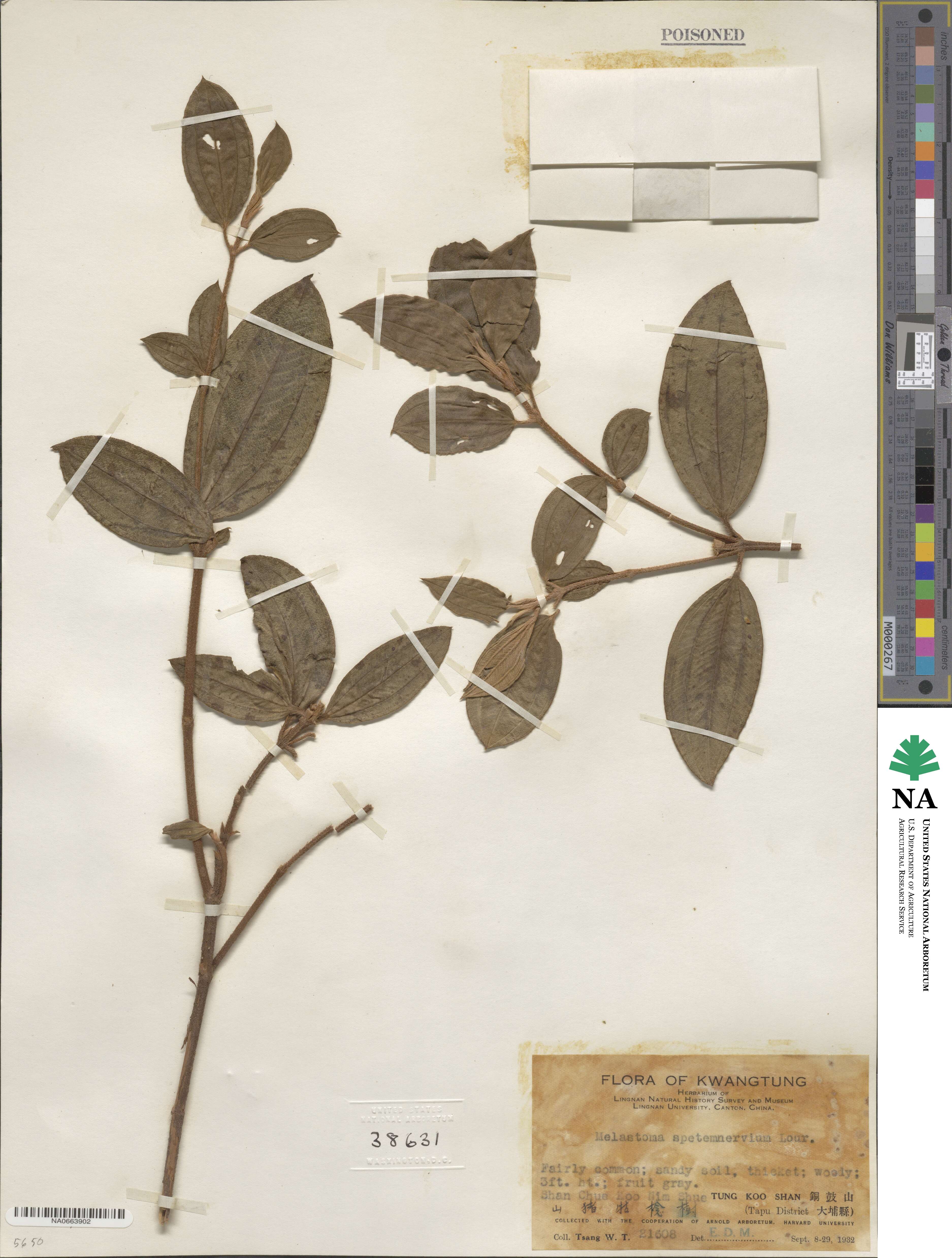 Melastoma candidum image