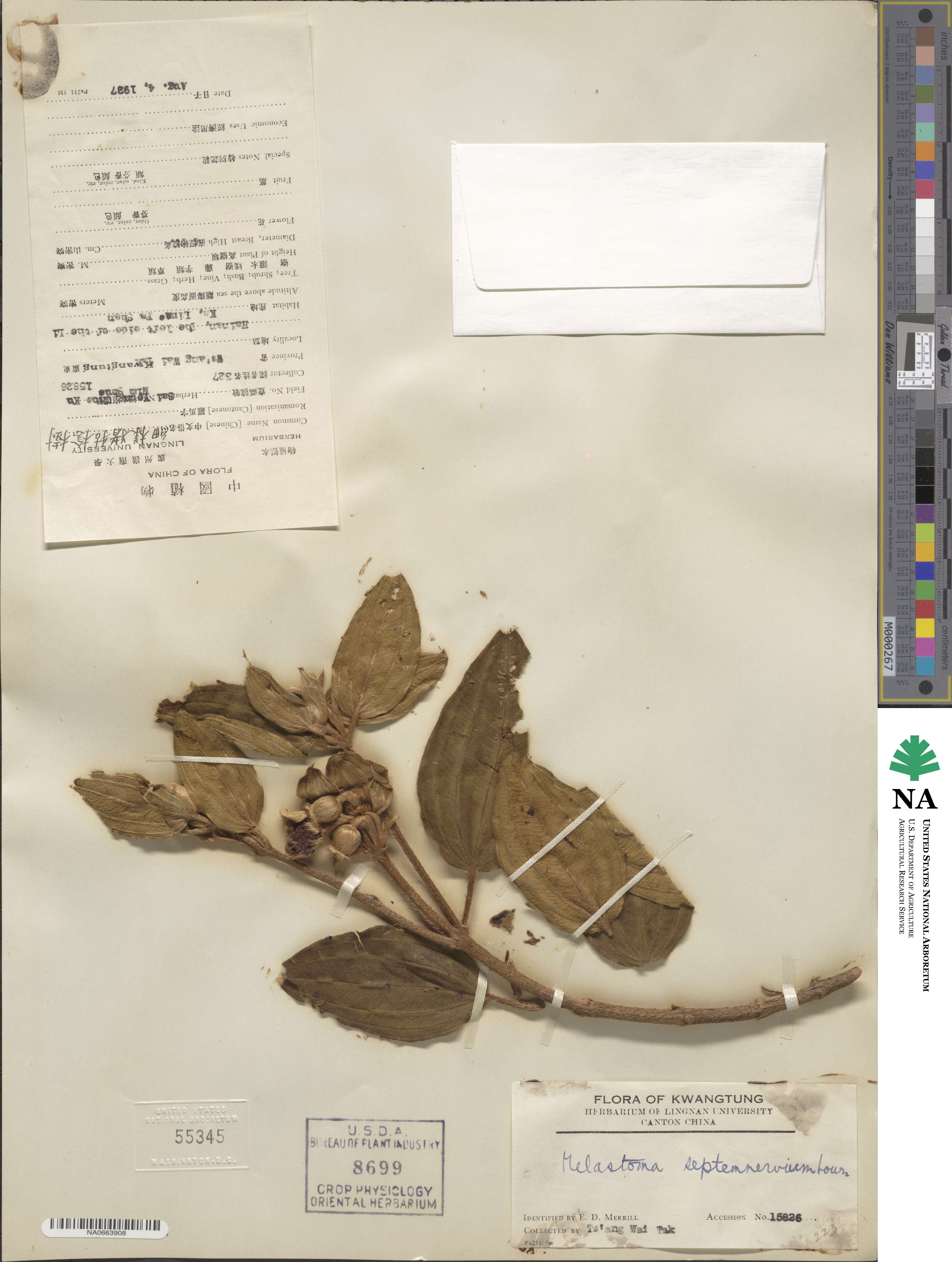 Melastoma candidum image