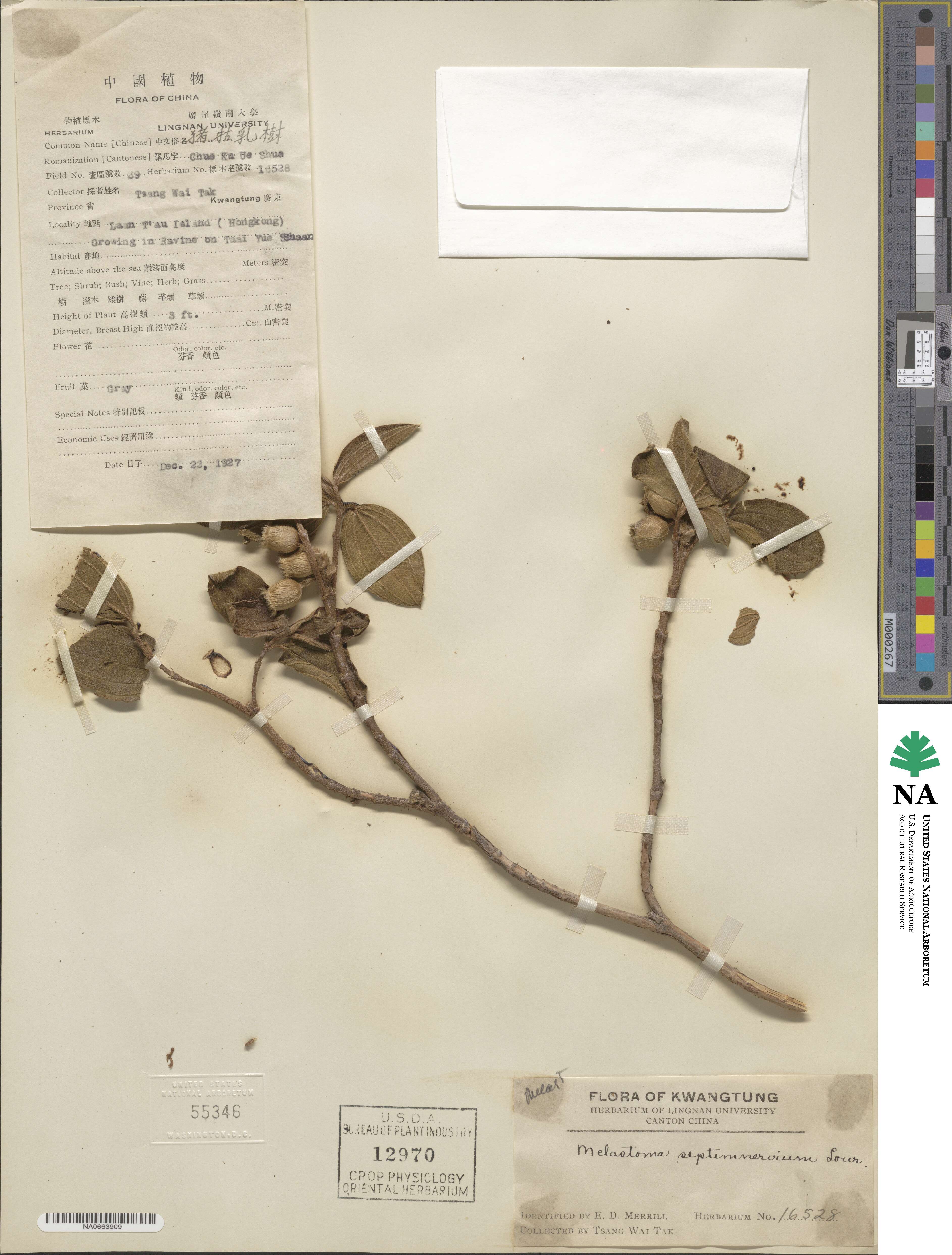 Melastoma candidum image