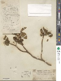 Melastoma candidum image