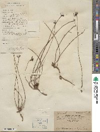 Osbeckia chinensis image