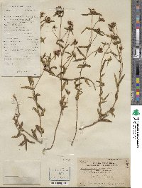 Osbeckia chinensis image