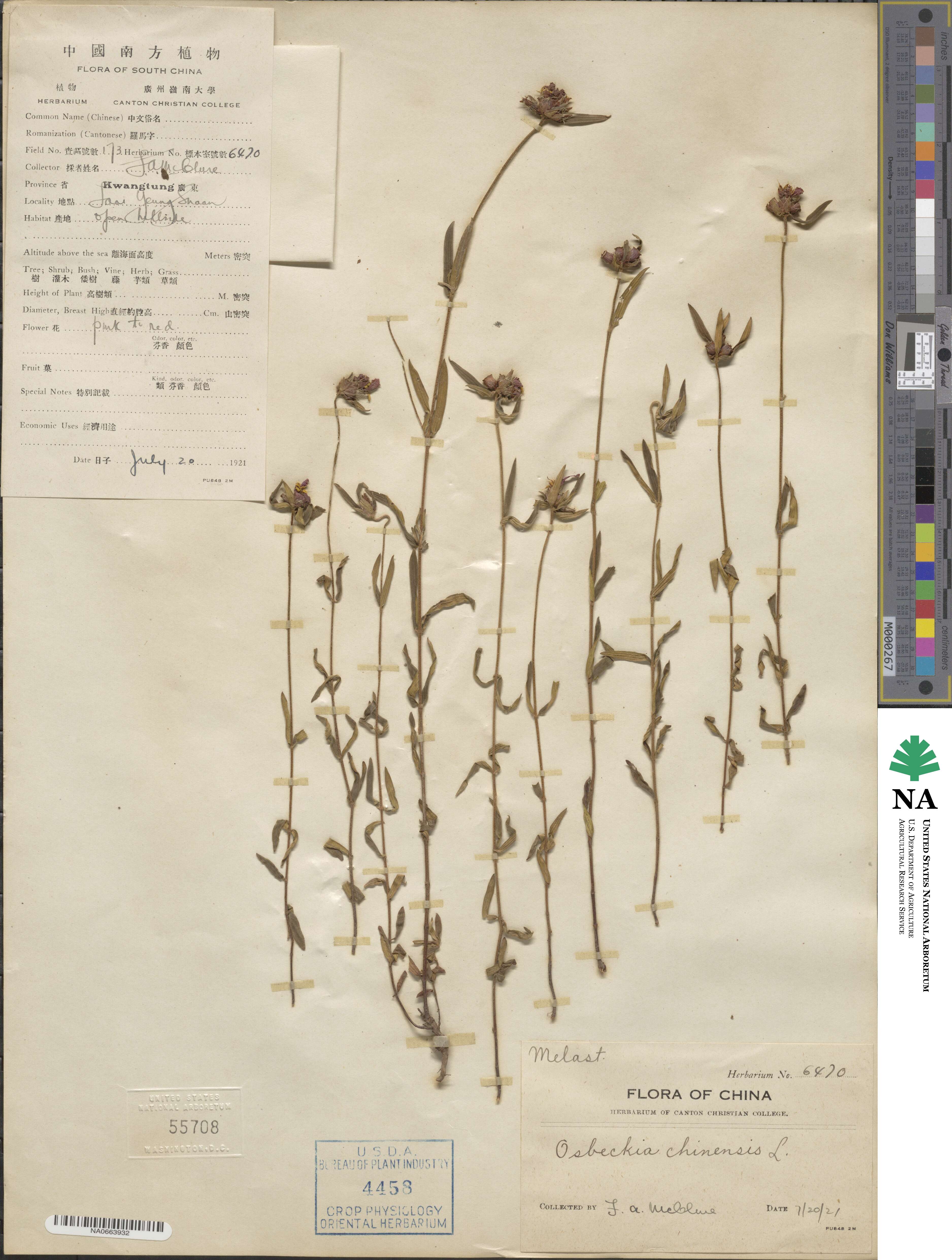 Osbeckia chinensis image