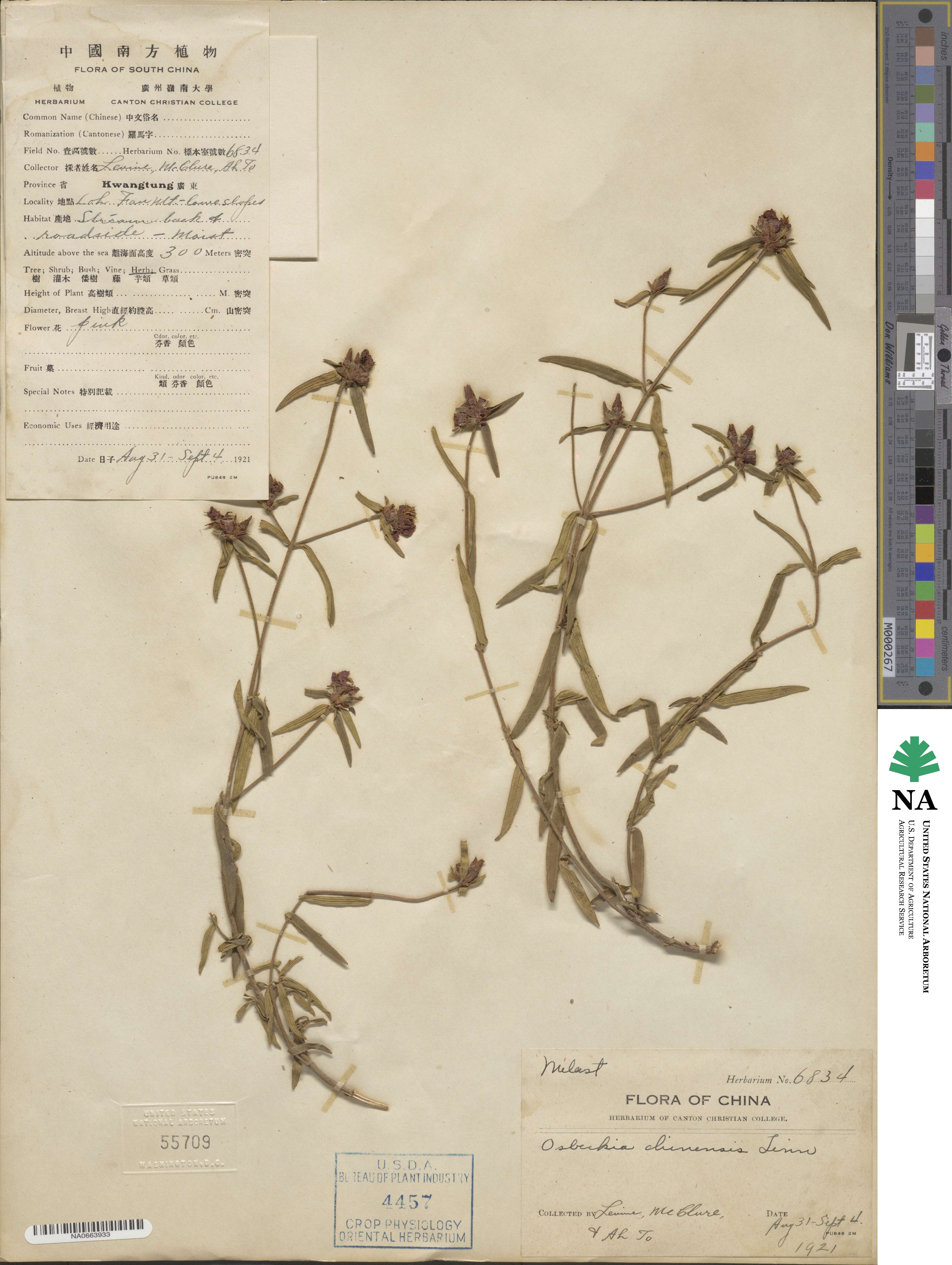 Osbeckia chinensis image