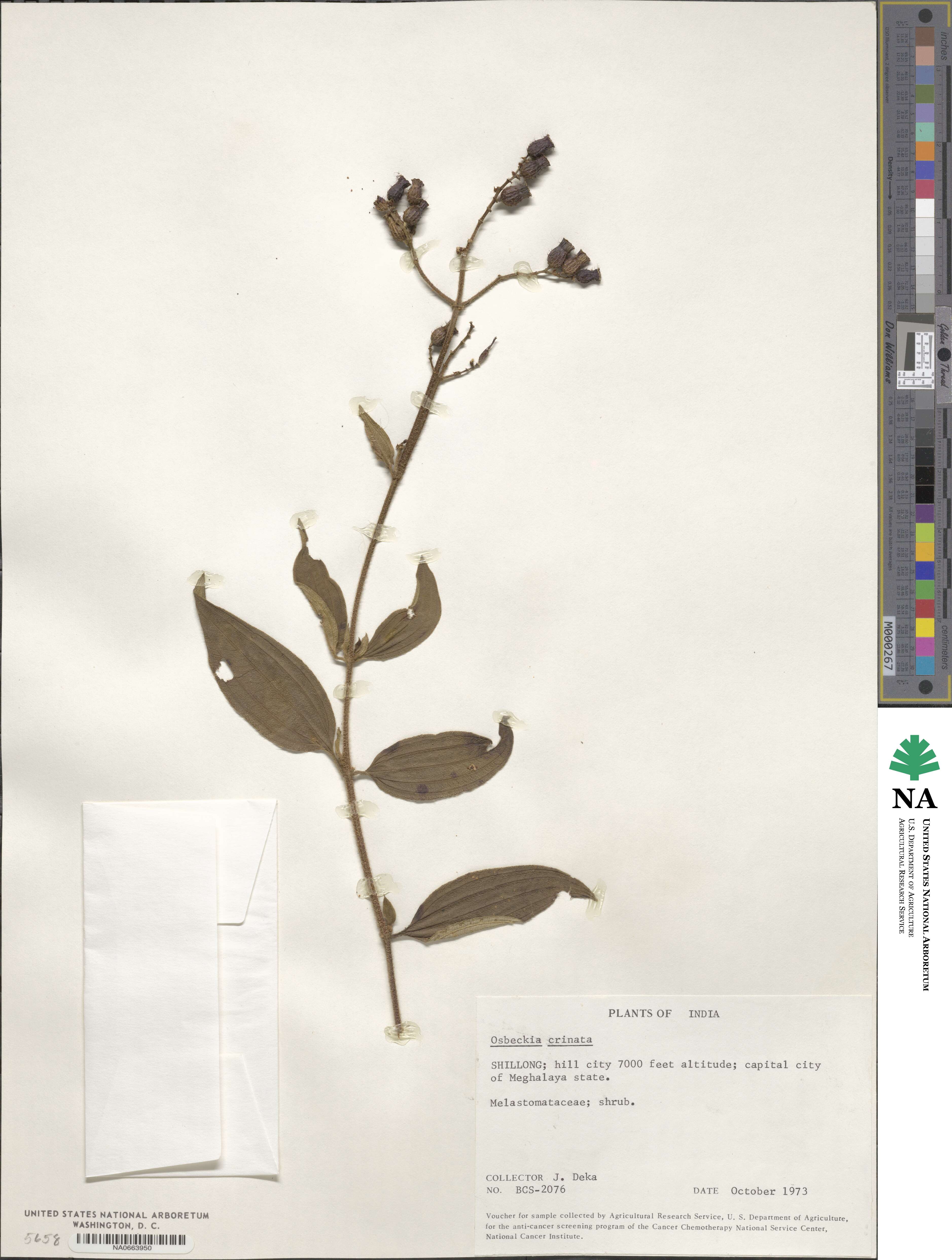 Osbeckia crinita image