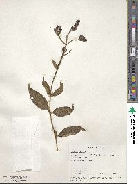 Osbeckia crinita image