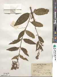 Osbeckia crinita image