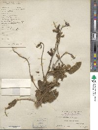 Osbeckia crinita image