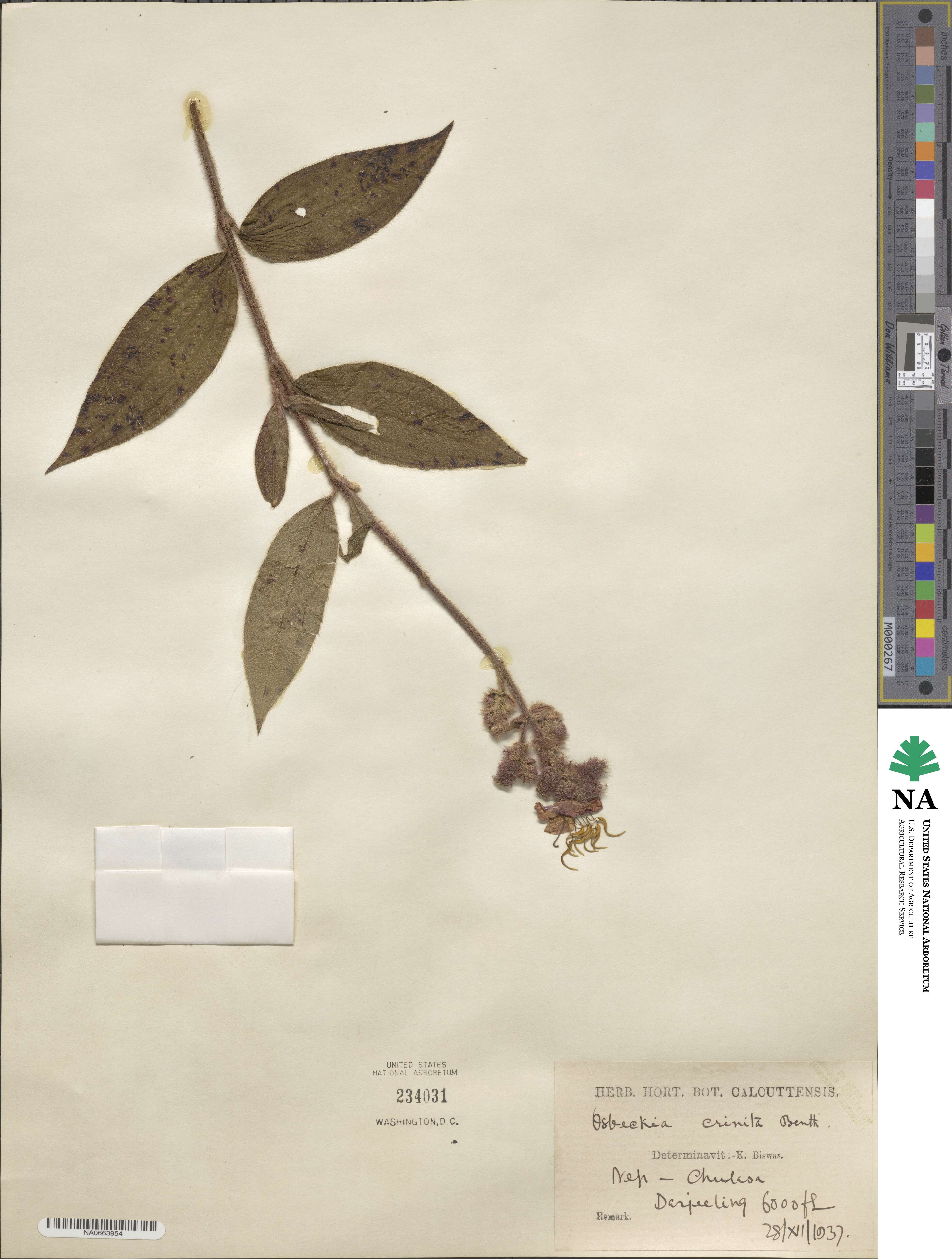 Osbeckia crinita image