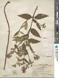 Osbeckia crinita image