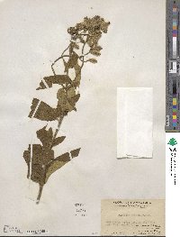 Osbeckia crinita image