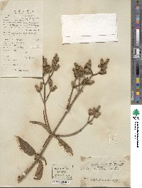 Osbeckia crinita image