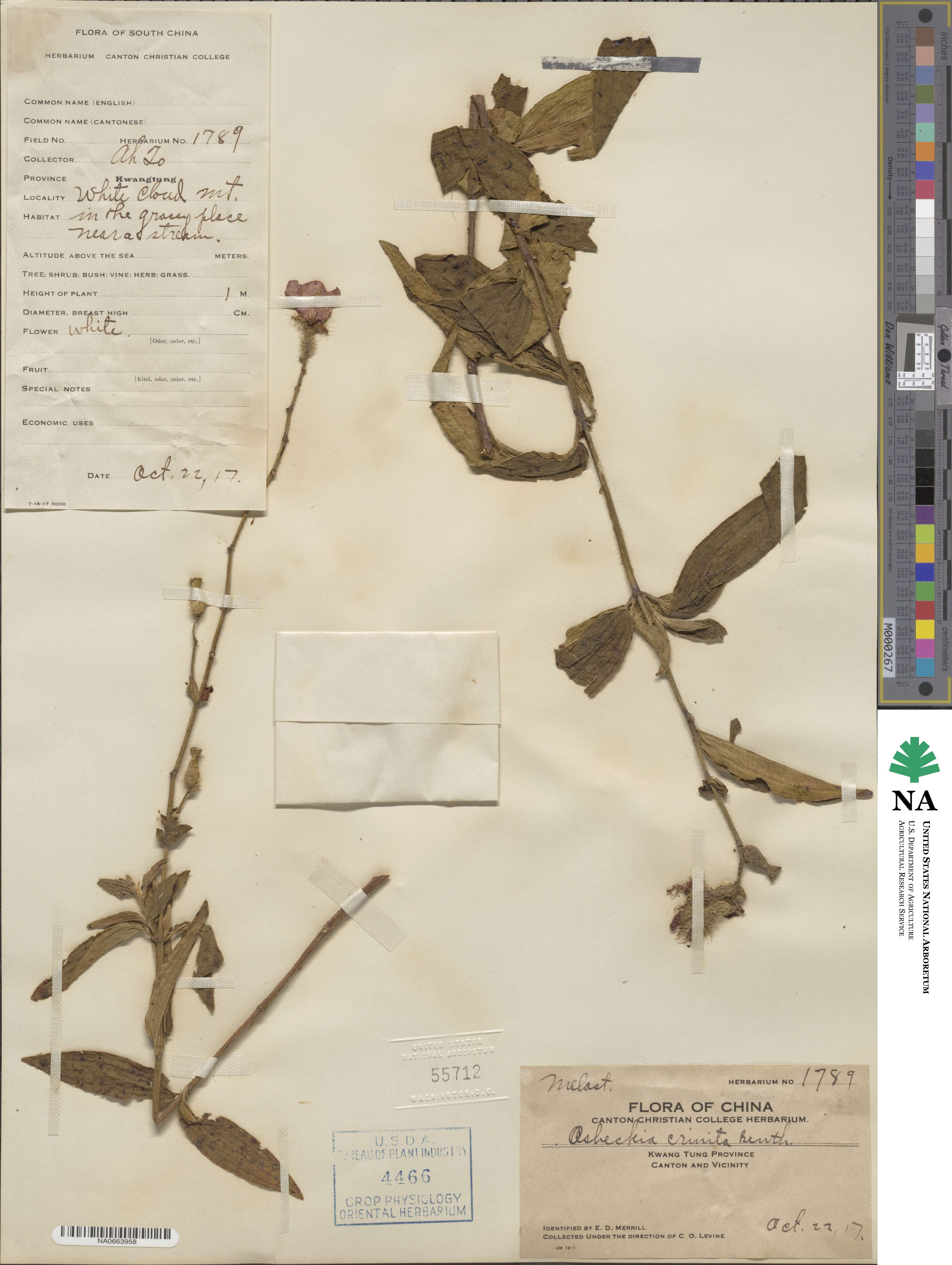 Osbeckia crinita image