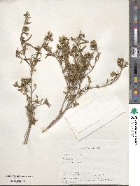 Image of Osbeckia aspera