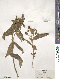 Osbeckia nepalensis image