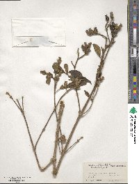 Osbeckia rostrata image