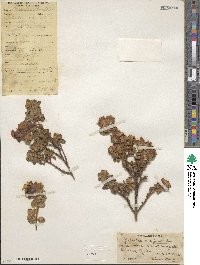 Image of Osbeckia buxifolia