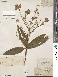 Osbeckia crinita image