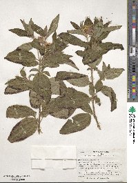 Osbeckia crinita image