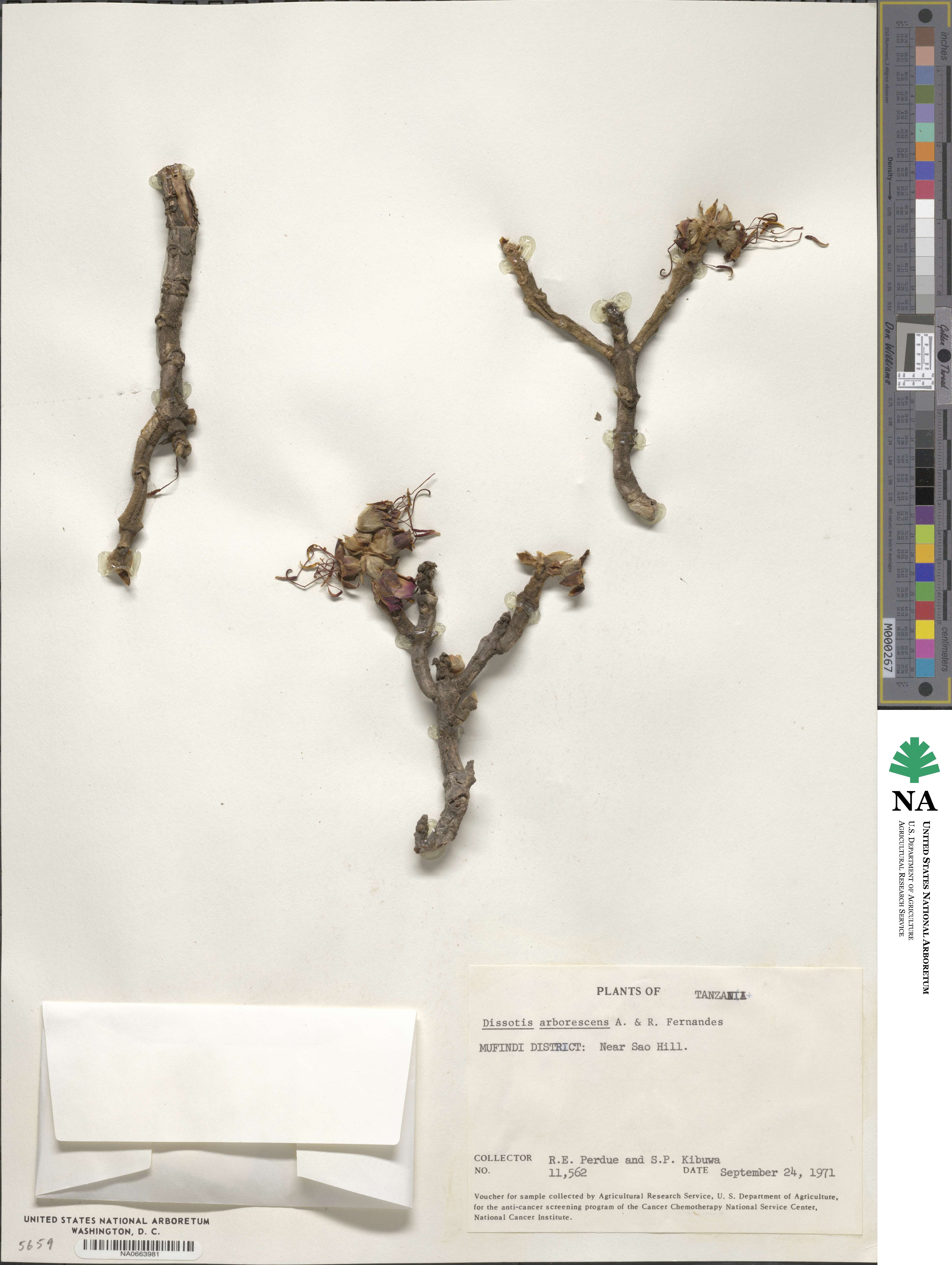 Dissotidendron arborescens image