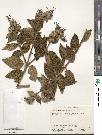 Rosettea denticulata image