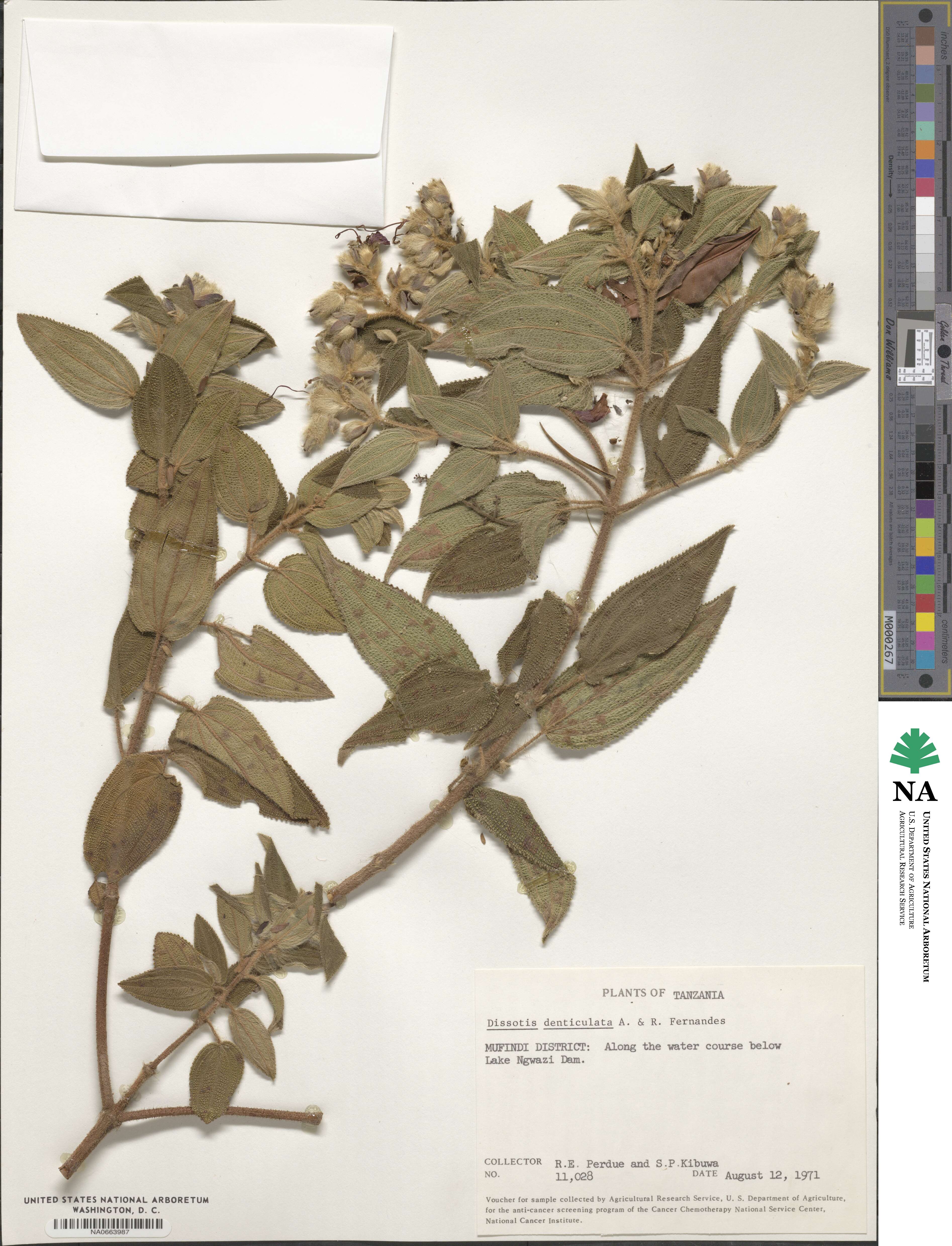 Rosettea denticulata image