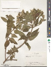 Rosettea denticulata image