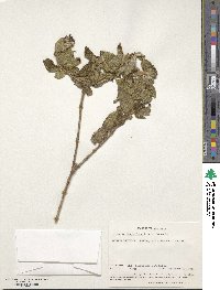 Rosettea denticulata image