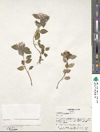 Heterotis rotundifolia image