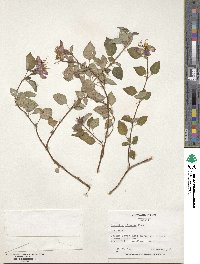 Heterotis rotundifolia image