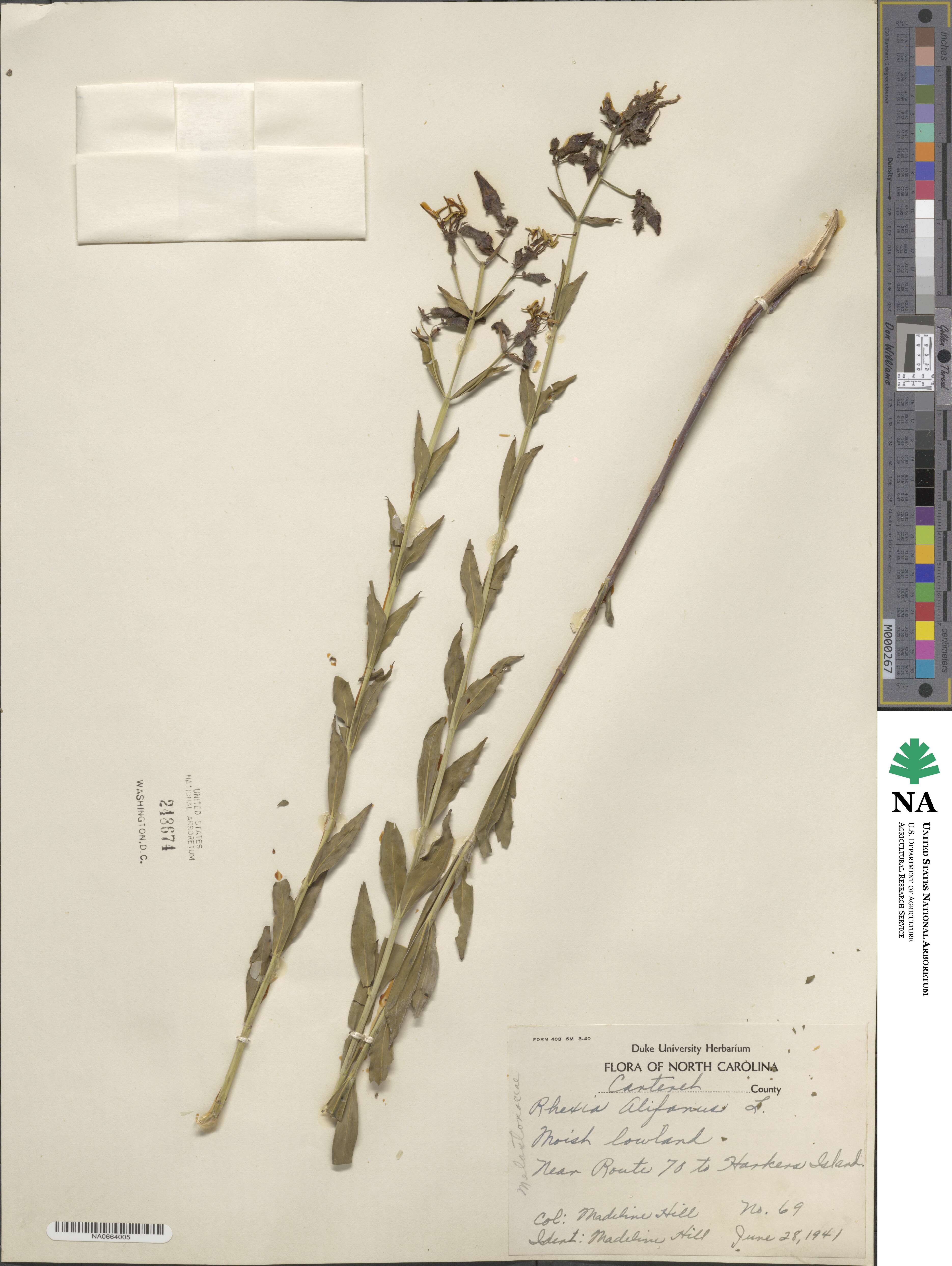 Rhexia alifanus image