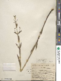 Rhexia alifanus image