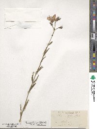 Rhexia alifanus image