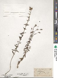 Rhexia lanceolata image