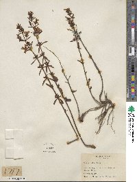 Rhexia lutea image