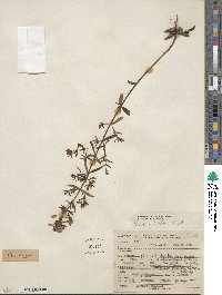 Rhexia lutea image