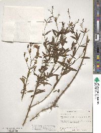 Rhexia mariana image