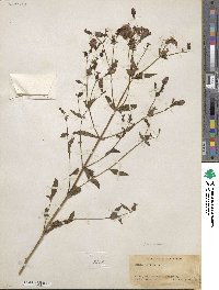 Rhexia mariana image