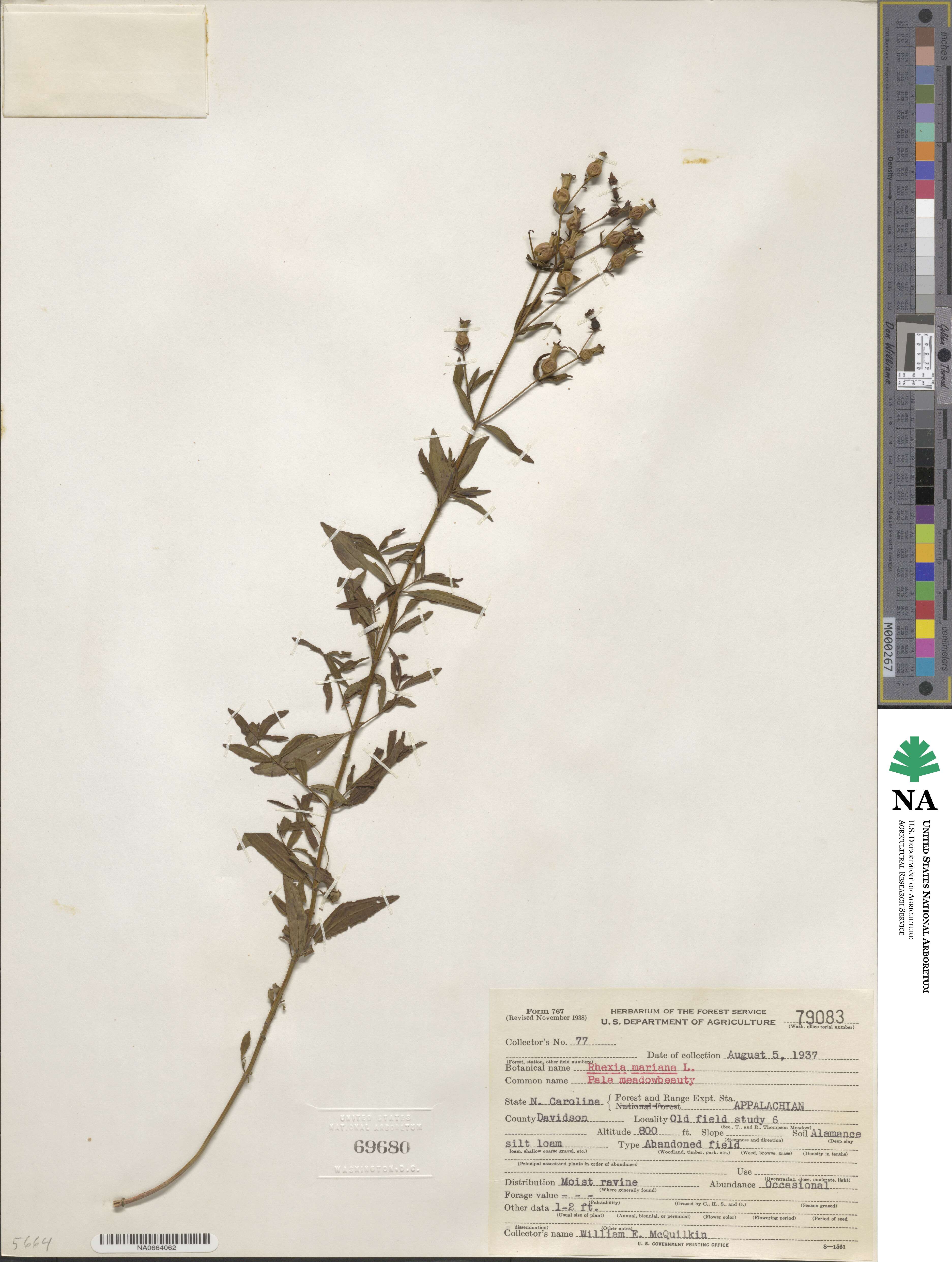 Rhexia mariana image