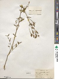 Rhexia mariana image