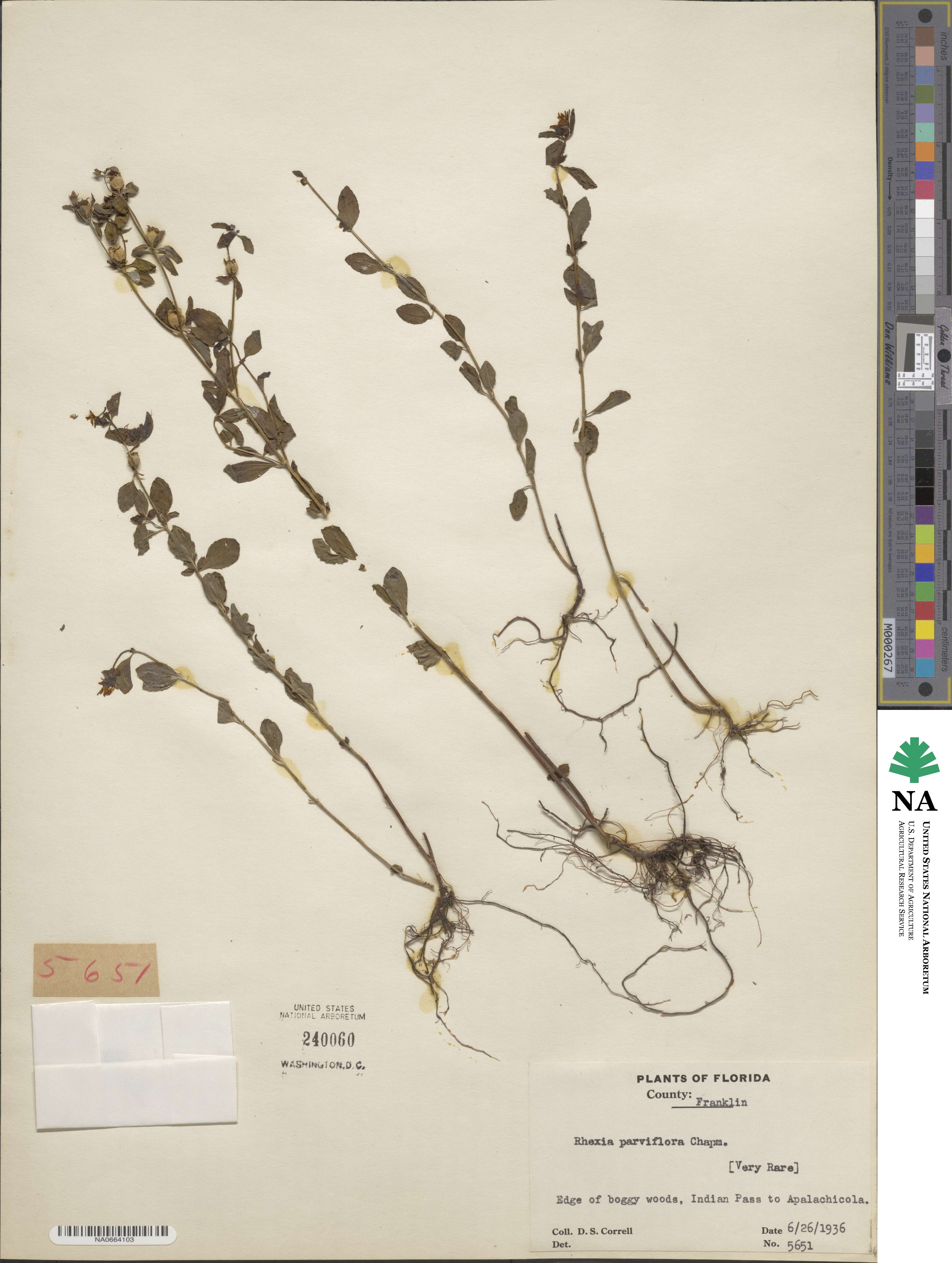 Rhexia parviflora image