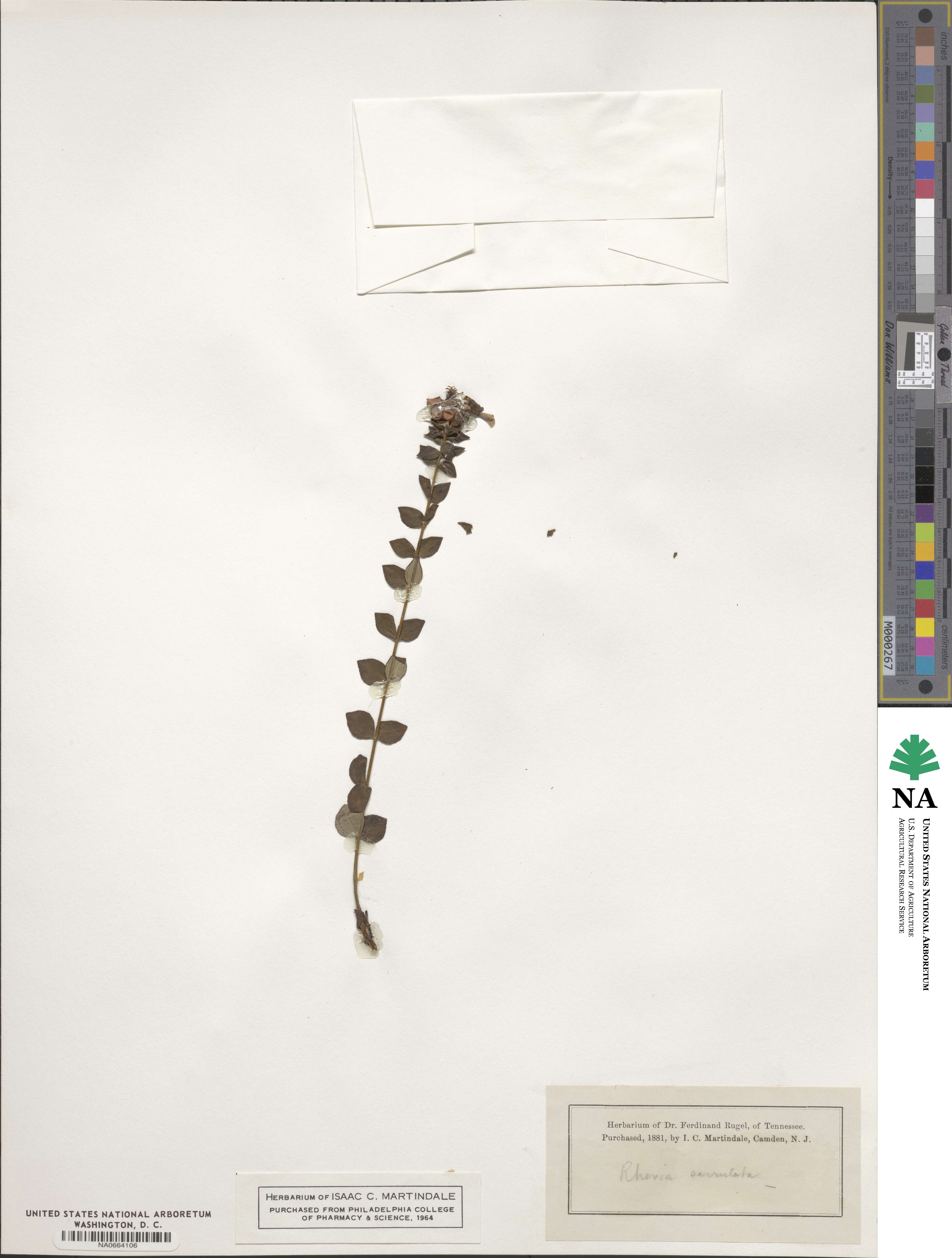 Rhexia serrulata image
