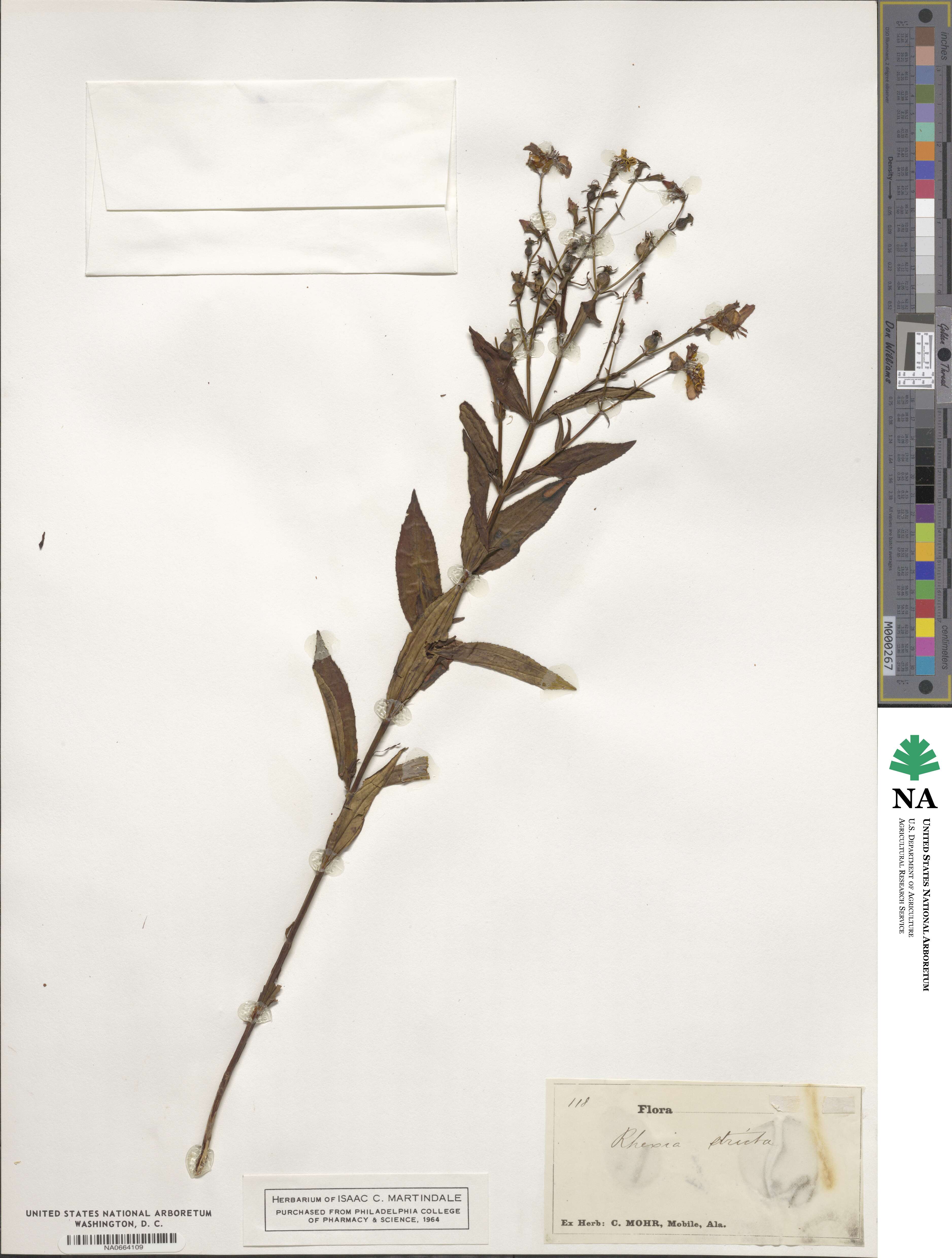 Brachyotum strigosum image