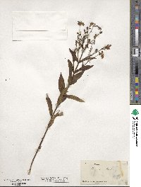 Brachyotum strigosum image