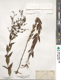 Brachyotum strigosum image