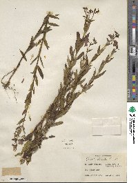 Brachyotum strigosum image