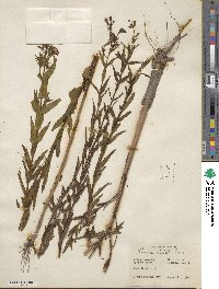 Brachyotum strigosum image