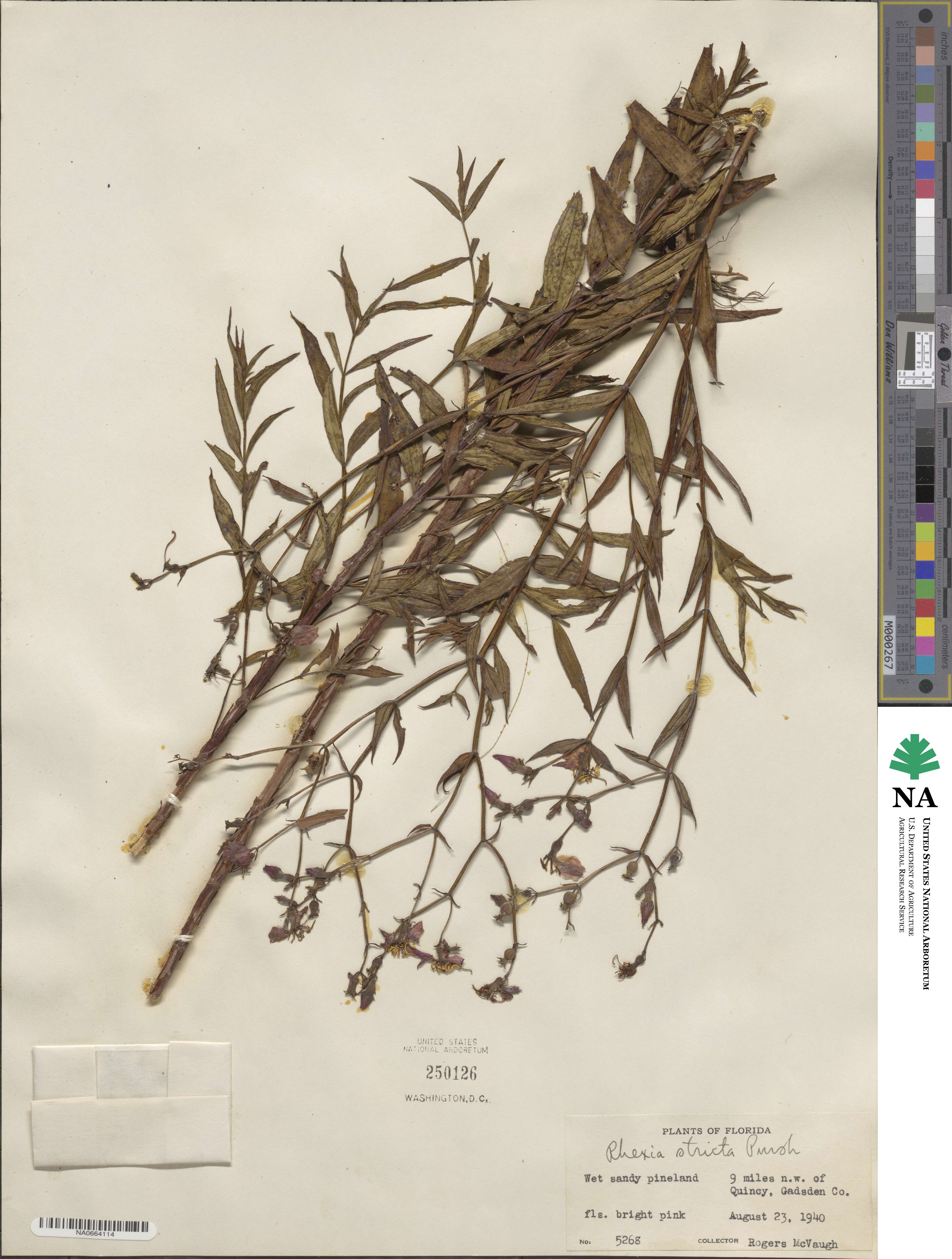 Brachyotum strigosum image