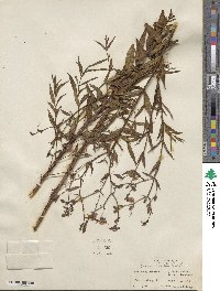 Brachyotum strigosum image